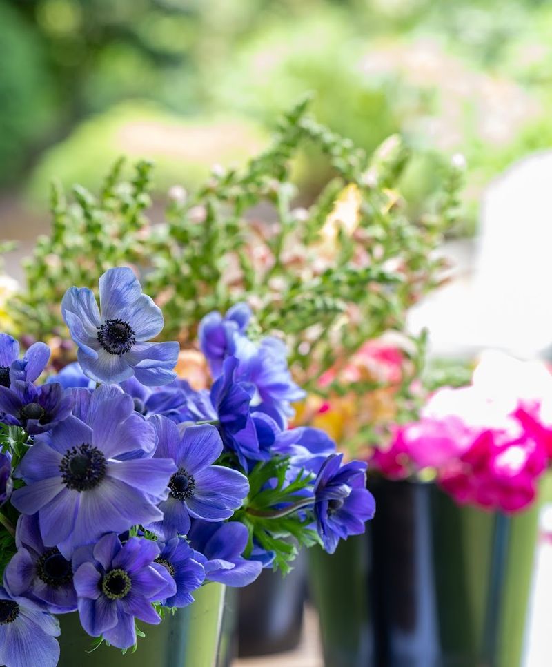 Olalla Blooms Flower Farm (Olympia)