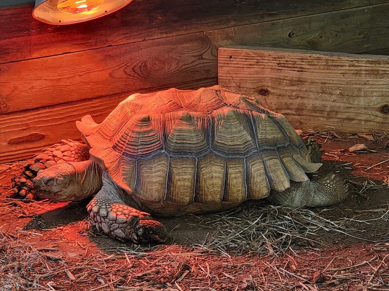 Indoor Exhibits and All Access Encounters