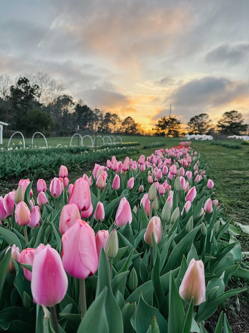 Tulip Fest Magic: A Springtime Glow-Up