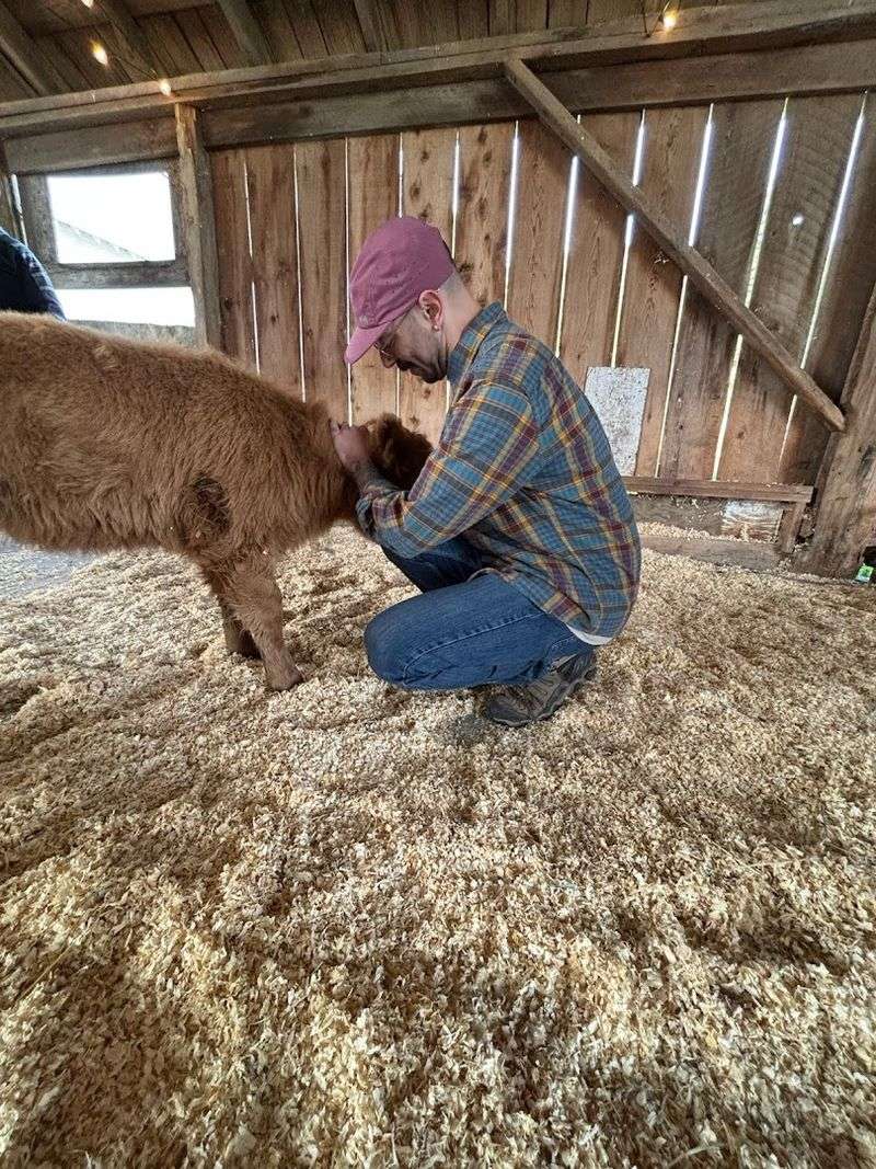 Meet The Herd: Highland Cows Up Close