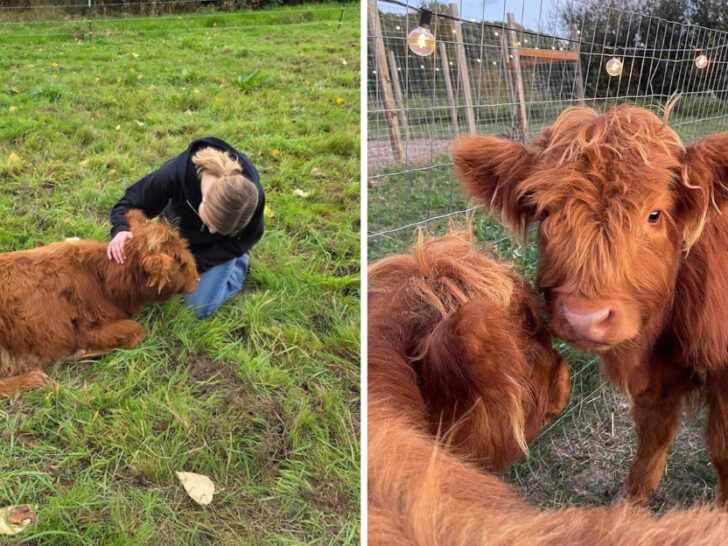 You Can Cuddle the Fluffiest Cows in America at This Little-Known Farm in Washington