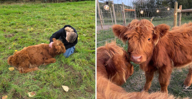 You Can Cuddle the Fluffiest Cows in America at This Little-Known Farm in Washington
