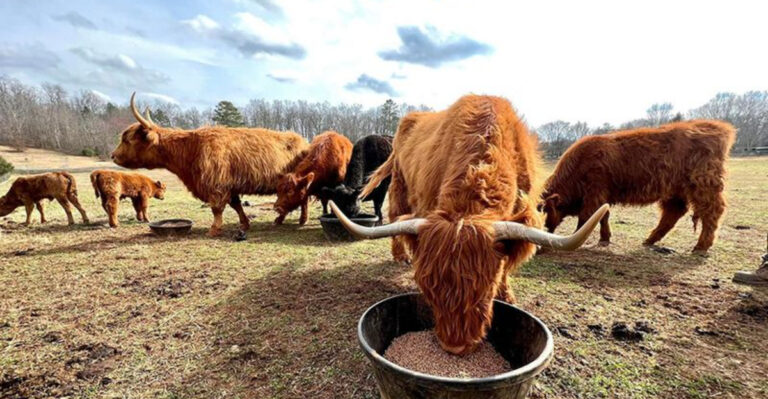 You Can Feed Kangaroos And Meet Sloths At This Unique Tennessee Farm