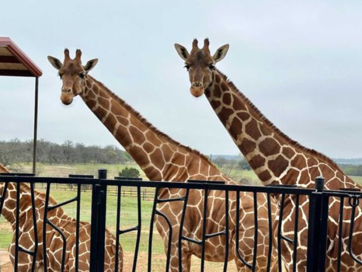 You Can Stay at This Texas Safari Park&mdash;And Giraffes Will Greet You