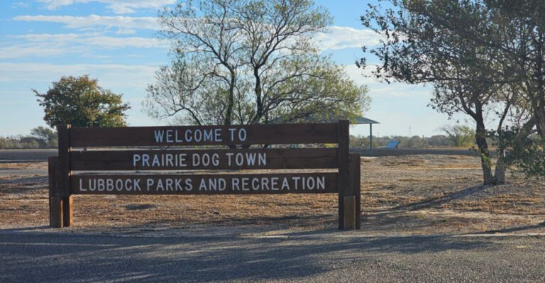 You Won’t Believe How Close You Can Get to Prairie Dogs Here