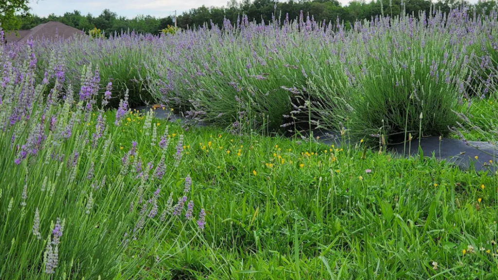 10 Fragrant Tennessee Lavender Farms to Add to Your Travel List This Year