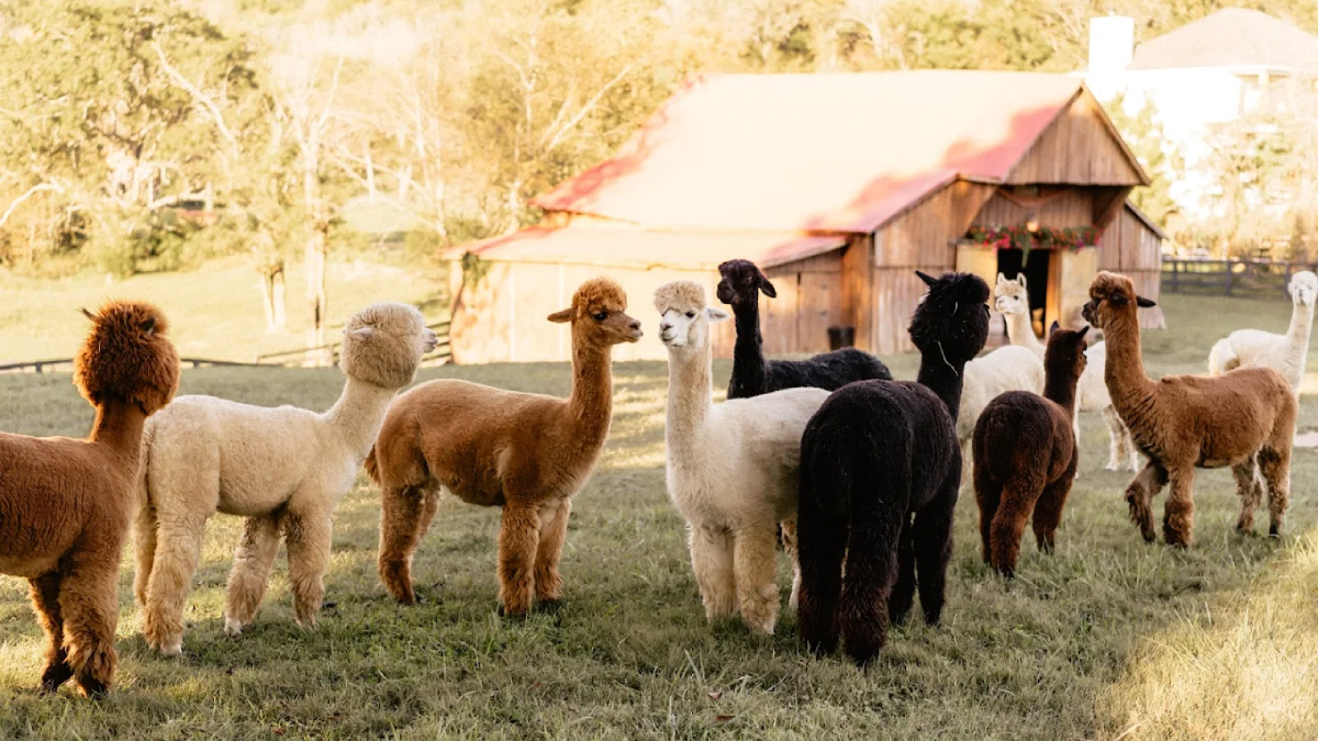 10 Tennessee Farms That Let You Get Up Close and Hand-Feed the Animals