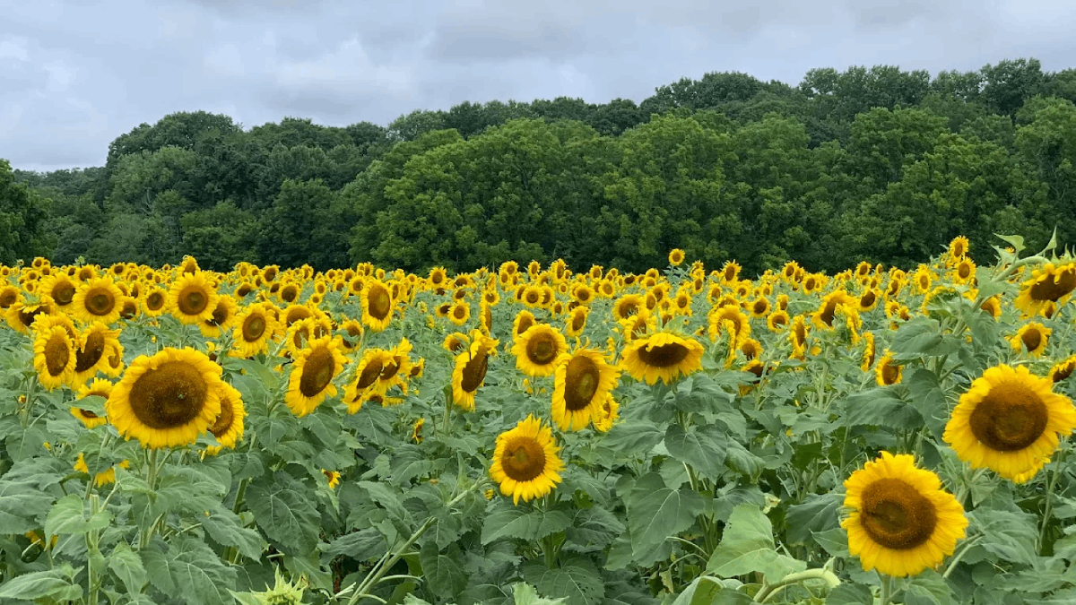 10 Tennessee Sunflower Farms You'll Want to Save for Summer