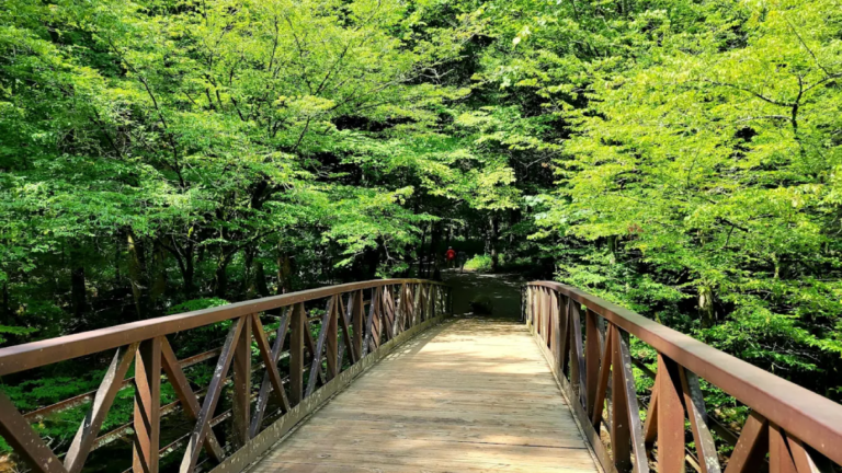 10 Tree-Lined Walking Trails In Tennessee That Feel Straight Out Of A Movie