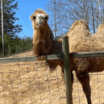 11 Must-Visit Tennessee Wildlife Rescues for Unforgettable Animal Encounters
