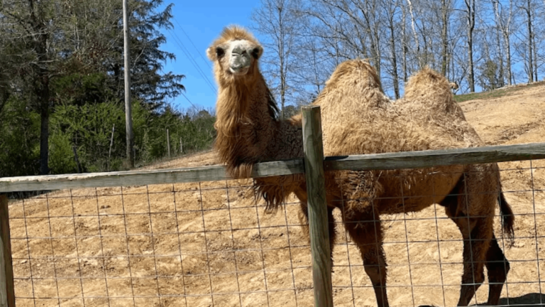 11 Must-Visit Tennessee Wildlife Rescues for Unforgettable Animal Encounters