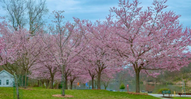 11 Pennsylvania Spots to Catch Cherry Blossoms and Redbuds in Full Bloom