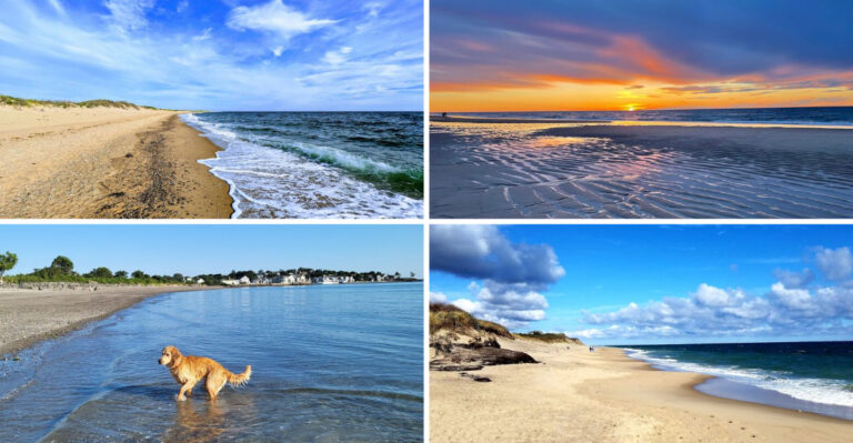 12 Dog-Friendly Beaches in Massachusetts Your Pup Will Absolutely Love