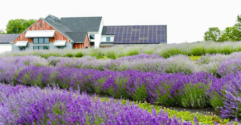 12 Lavender Farms in Pennsylvania That Turn a Visit Into a Peaceful Escape