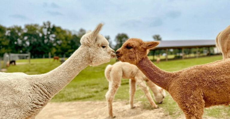 12 Ohio Farm Visits That Are Perfect For A Lovely Spring Afternoon
