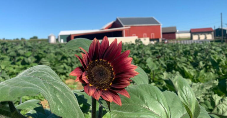 12 Pennsylvania Farms Where Every Visit Feels Like Coming Home