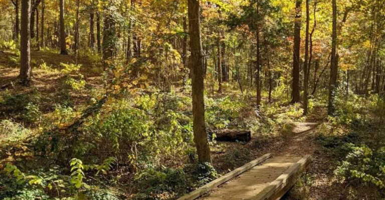 12 Tree-Lined Texas Trails That Feel Straight Out Of A Movie Scene