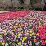 13 Flower-Filled Tennessee Places That Burst Into Color Every Spring