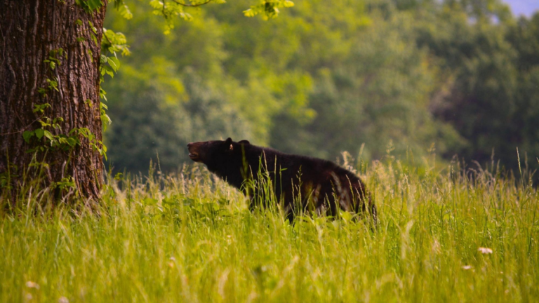 13 Places In Tennessee To Take Guests When You Want To Brag A Little