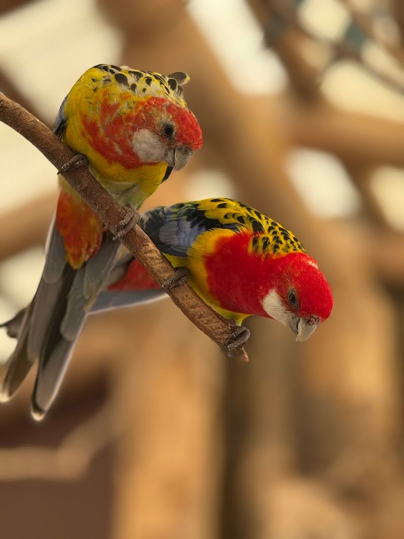 140 Exotic and Farm Animals to Discover