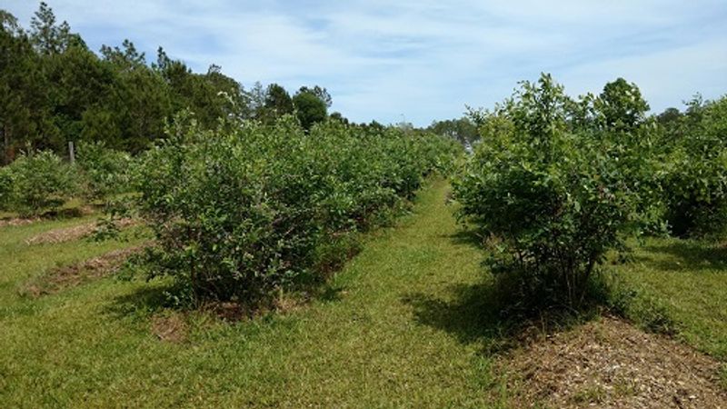 Taylor’s Blueberry Farm (Turkey)