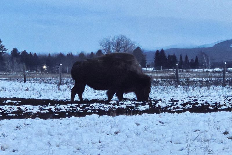 The Elk and Bison Out Back Steal Their Own Scene The Elk and Bison Out Back Steal Their Own Scene