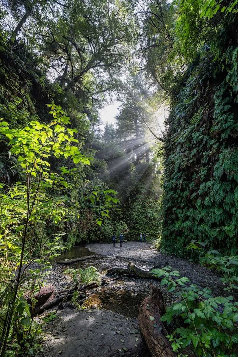 Fern Canyon Trail