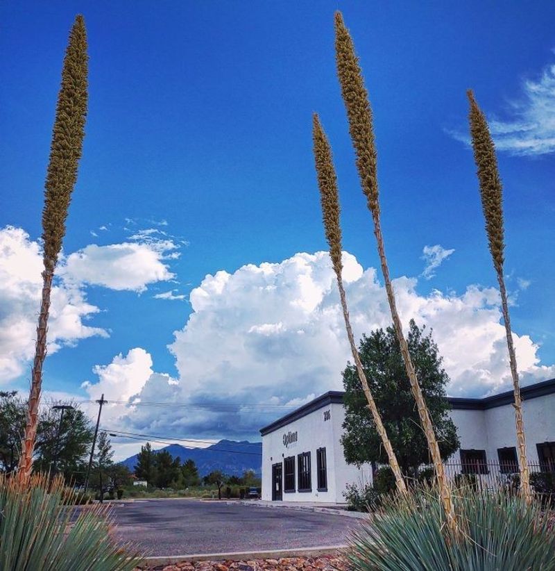 Sierra Vista Sierra Vista