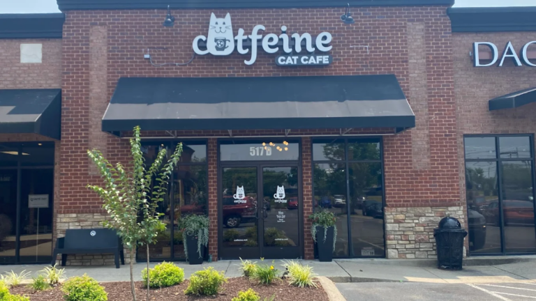7 Adorable Cat Cafes In Tennessee Where Coffee Comes With Cuddles