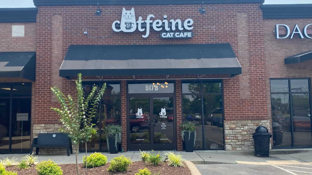 7 Adorable Cat Cafes In Tennessee Where Coffee Comes With Cuddles