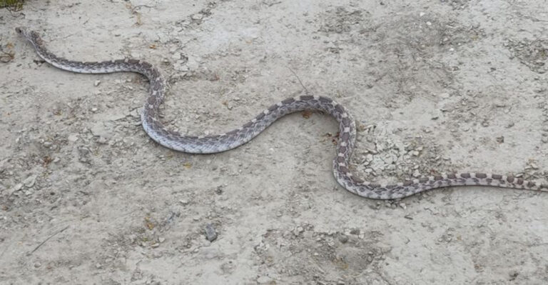 7 Texas Places Where Rattlesnakes Are More Common Than You Think