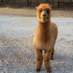 9 Alpaca Farms In Tennessee That Are Too Fluffy And Charming To Miss