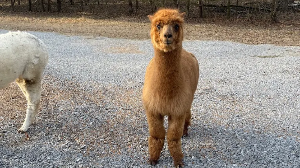 9 Alpaca Farms In Tennessee That Are Too Fluffy And Charming To Miss