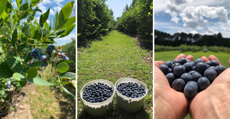 9 Charming North Carolina Blueberry Farms That Are Worth the Drive This Summer