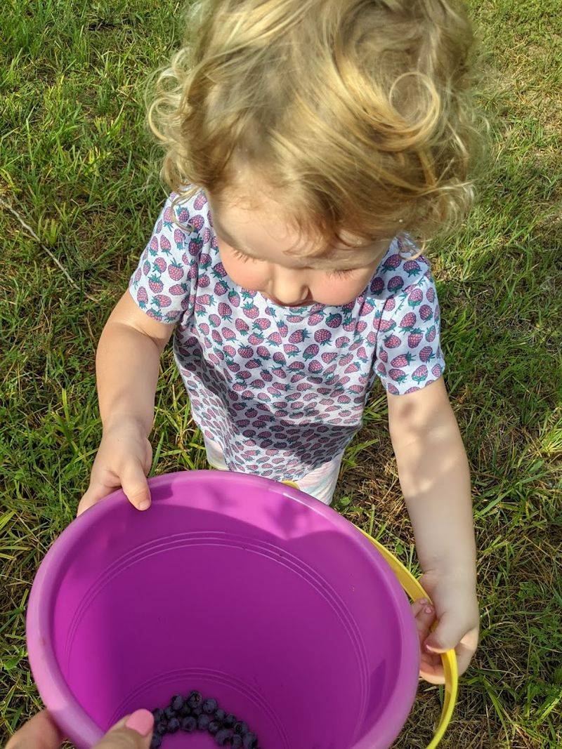 A Berry Picking Experience Worth the Drive