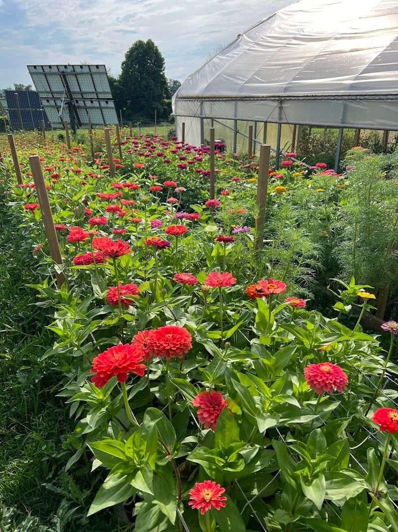A Flower Selection That Feels Abundant