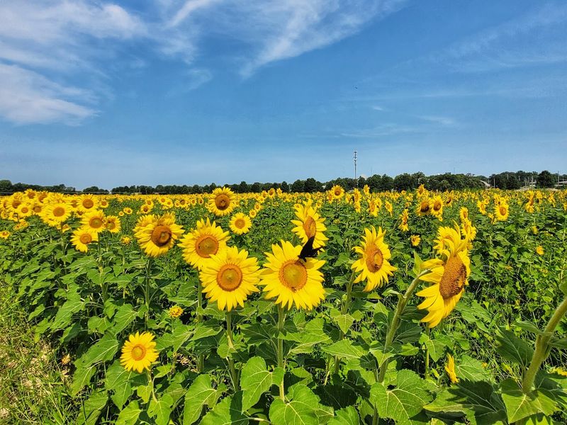 A Golden Summer Escape Is Blooming Right Here in Memphis