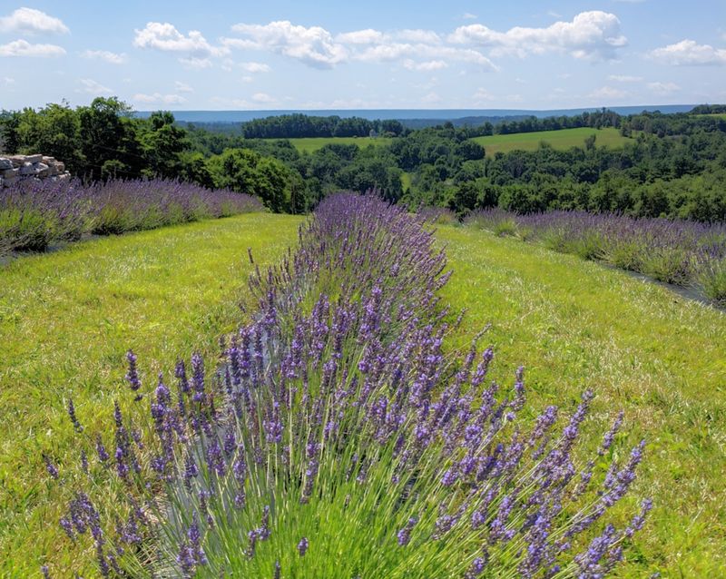 A Hillside Setting That Feels Like a Hidden Escape