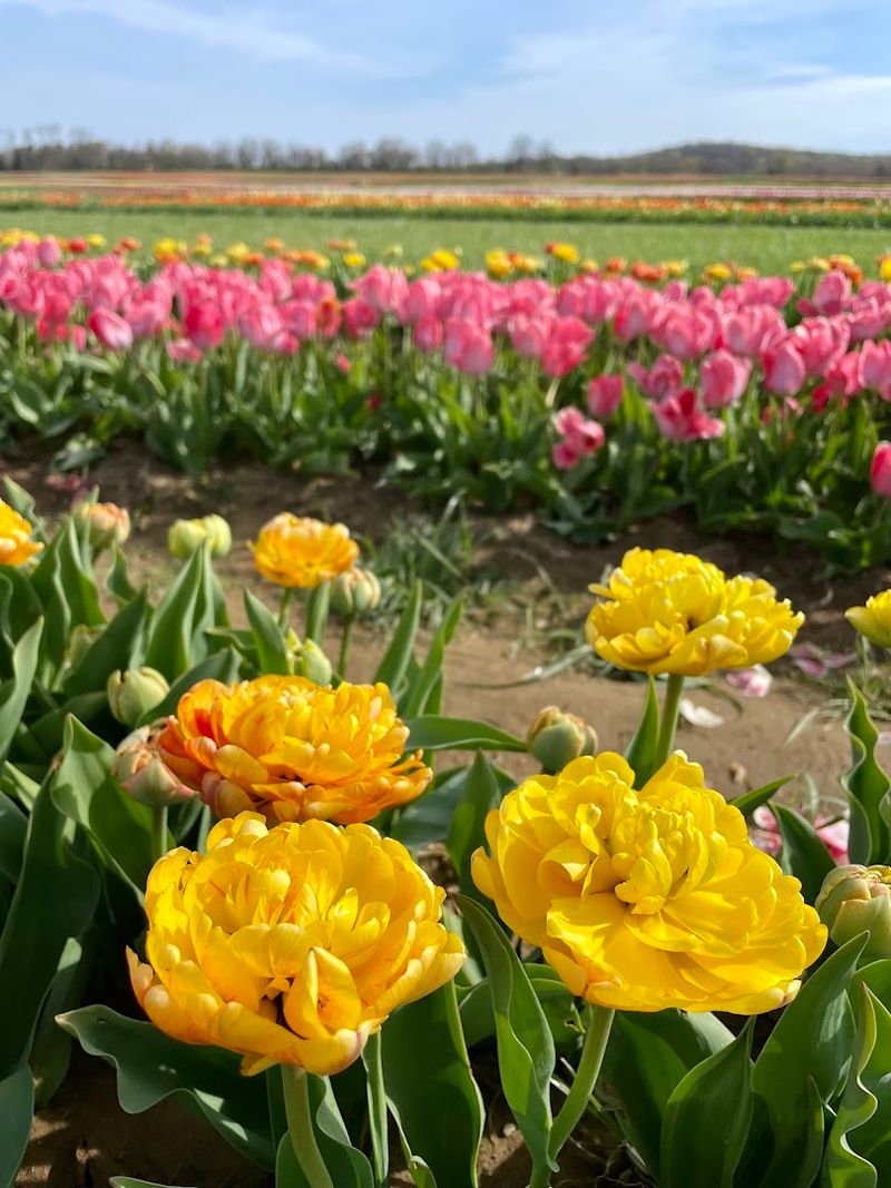 A Little Piece of Holland Is Blooming in Cream Ridge