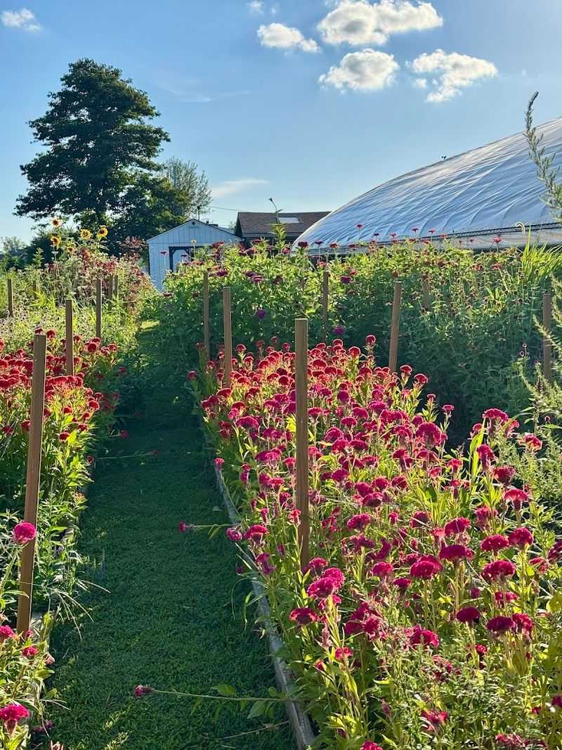 A Perfect Spot for Dates, Families, and Gifts