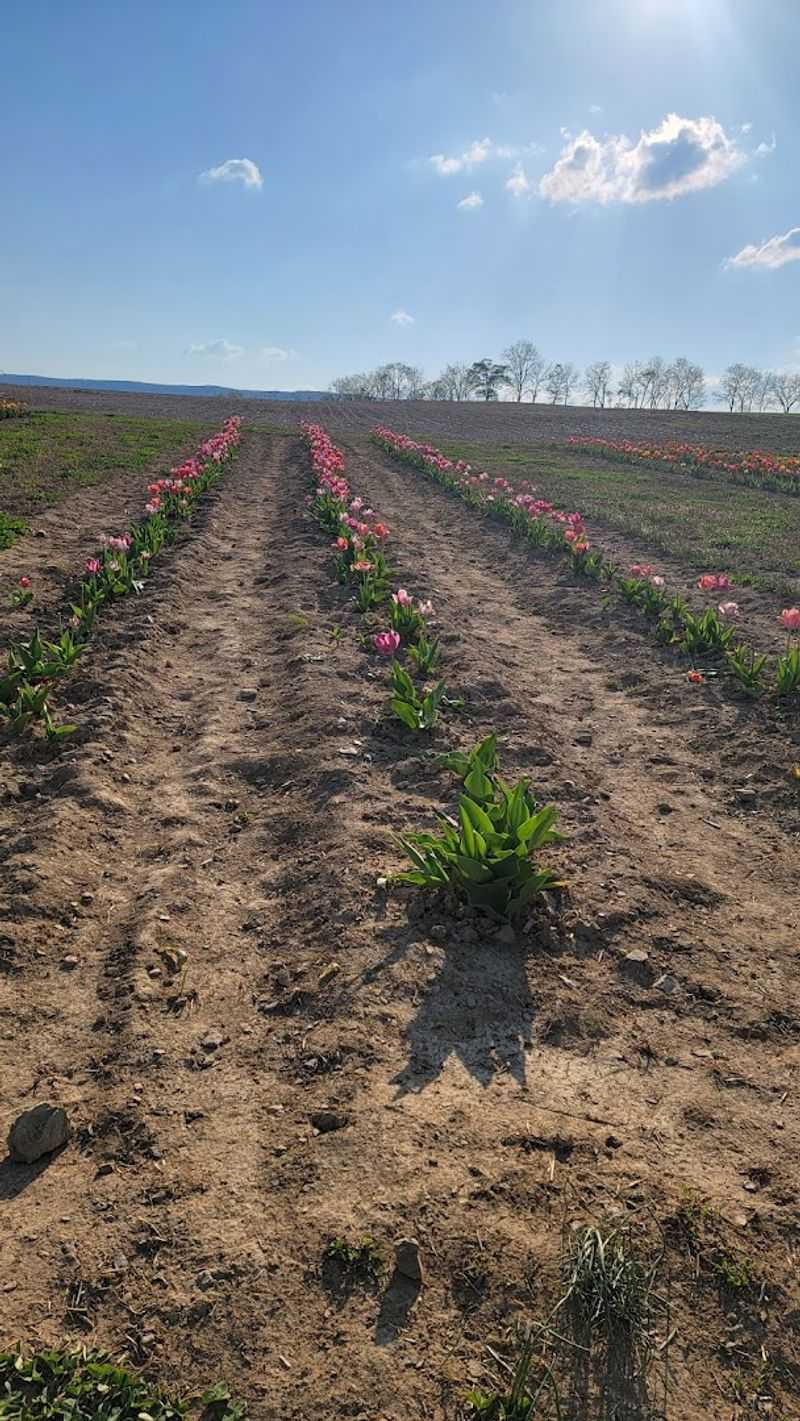 A Spring Display You Can Step Into