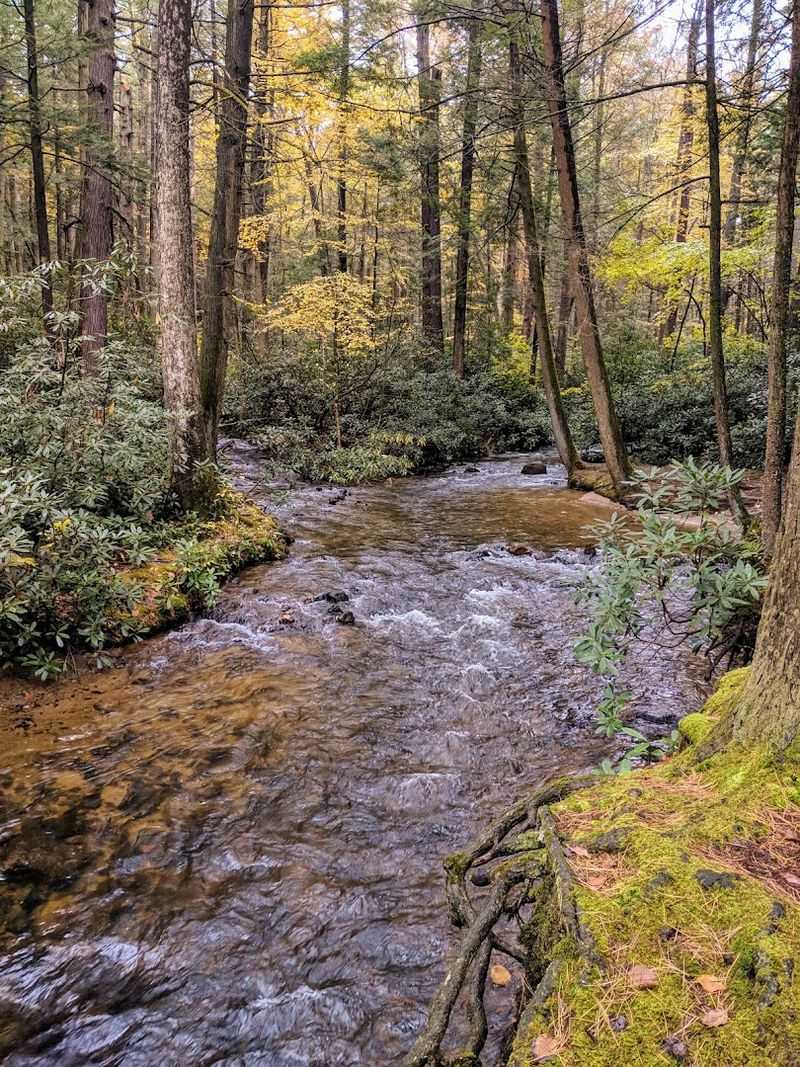 A Streamside Walk That Feels Instantly Refreshing A Streamside Walk That Feels Instantly Refreshing