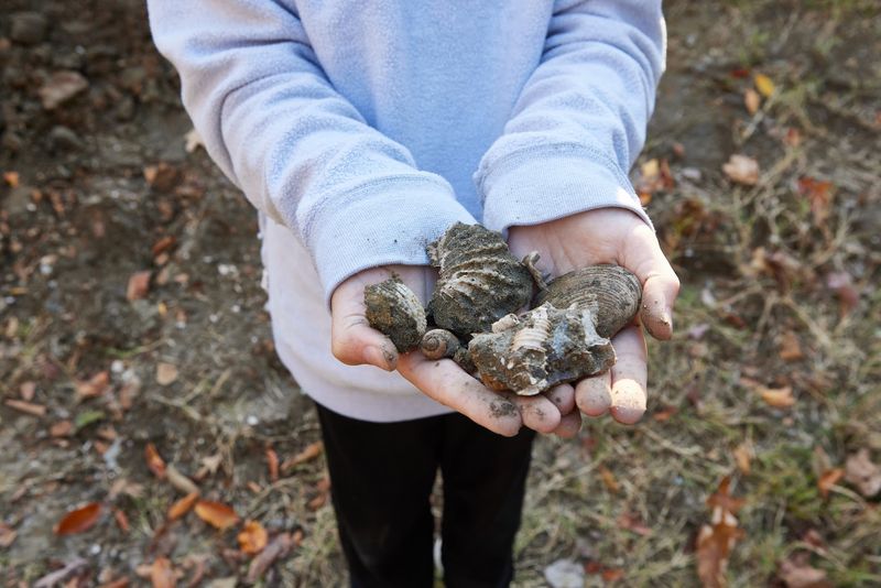 A Tennessee Fossil Site With an Ancient Sea Story A Tennessee Fossil Site With an Ancient Sea Story