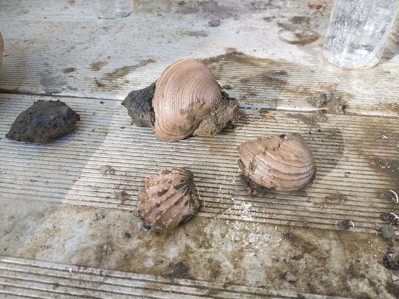 A Unique Tennessee Stop for Anyone Fascinated by Fossils A Unique Tennessee Stop for Anyone Fascinated by Fossils