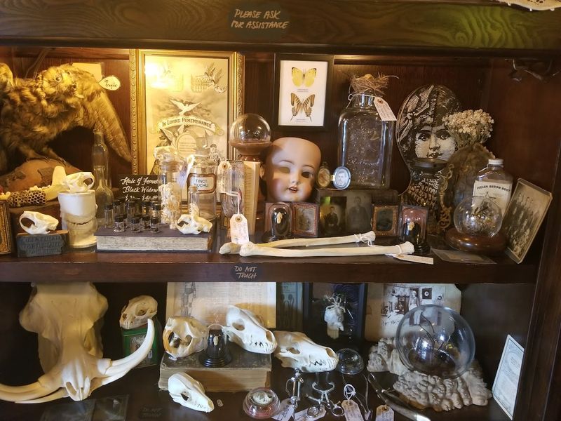 A beautifully curated collection of oddities