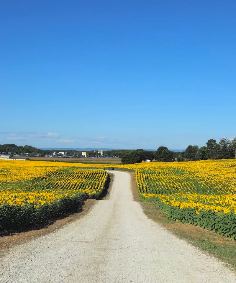 A fourth-generation farm with deep local roots A fourth-generation farm with deep local roots