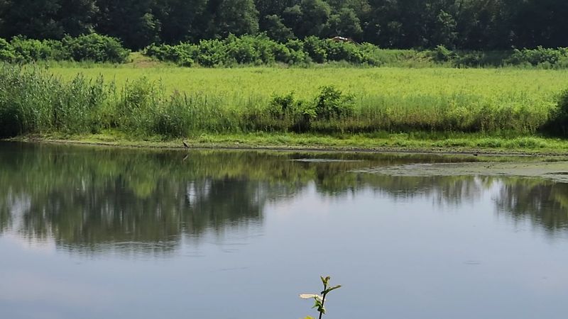 A quiet marsh escape hiding beside the Delaware River