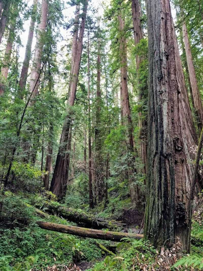 A redwood park that still feels undiscovered