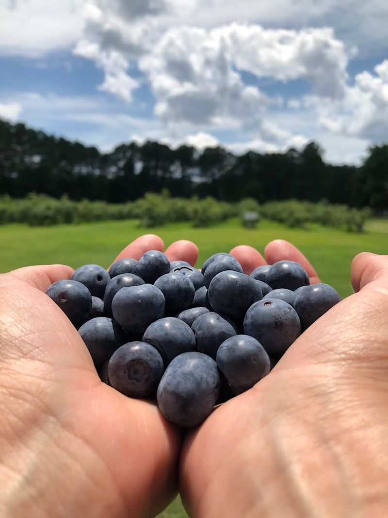 Wendell Blueberry Farm (Wendell)