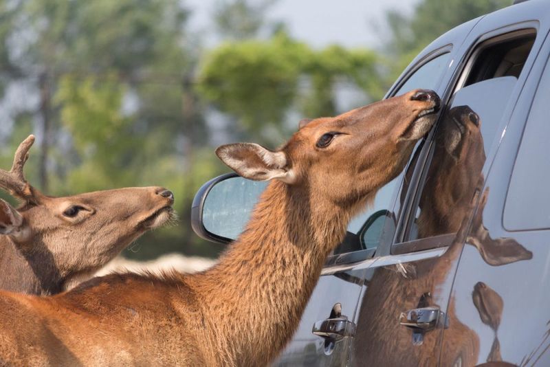 African Safari Wildlife Park (Port Clinton)